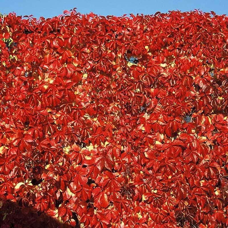 Red Wall™ Virginia Creeper