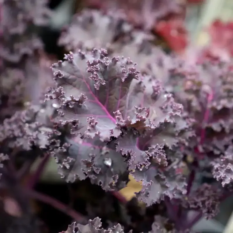 Redbor Kale