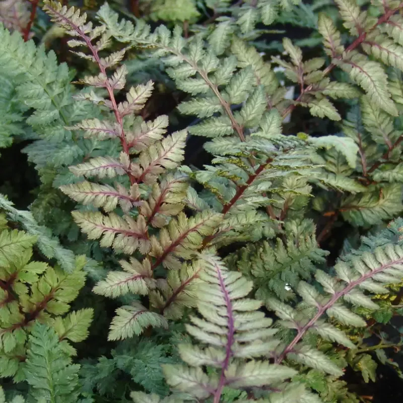 ‘Regal Red’ Japanese Painted Fern (Athyrium)