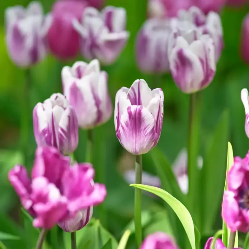 ‘Rem’s Favorite’ Triumph Tulip