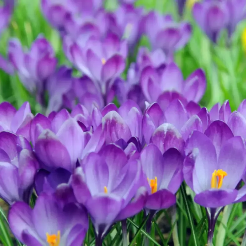 ‘Remembrance’ Large Flowering Crocus