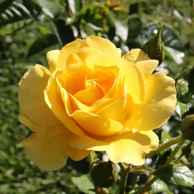 Reminiscent™ Yellow Rose