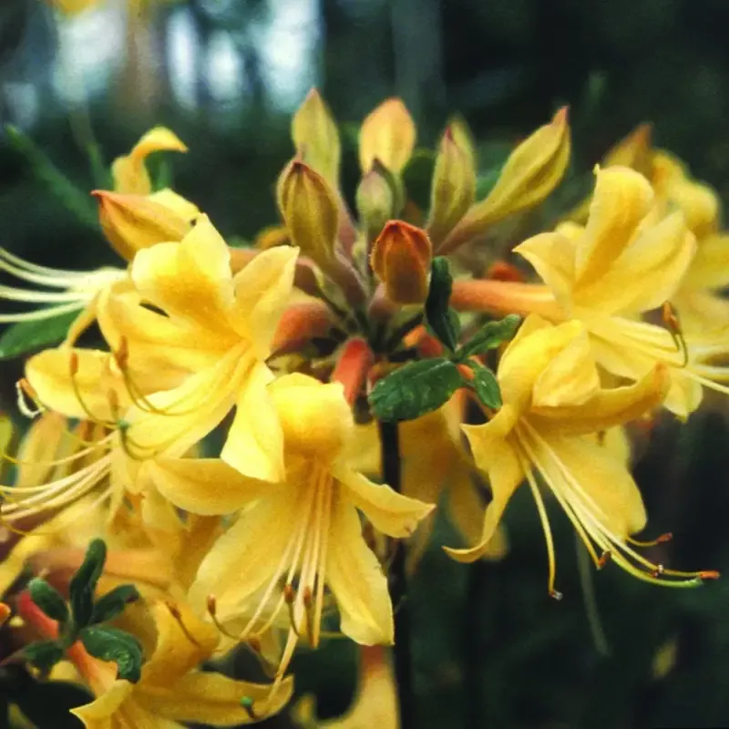Rhododendron ‘ Admiral Semmes’ Native Azalea