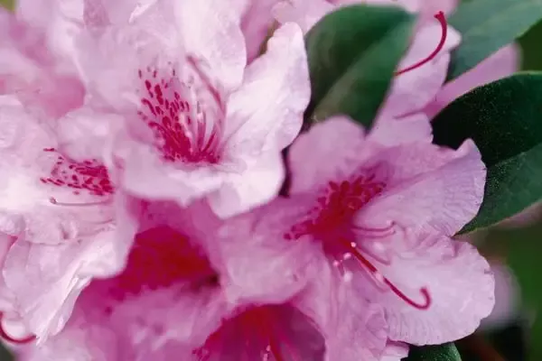 Rhododendron- Aglo Rhododendron-2 Gallon