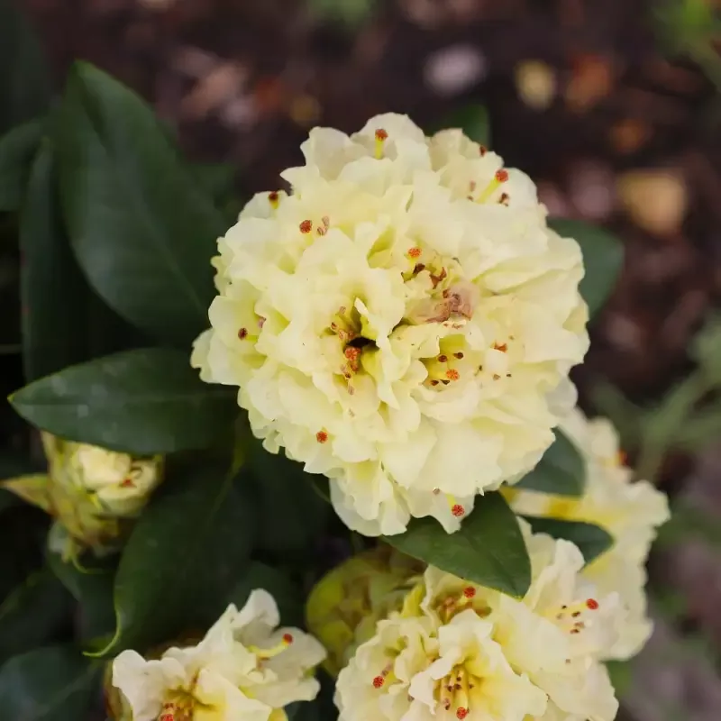 Rhododendron Capistrano