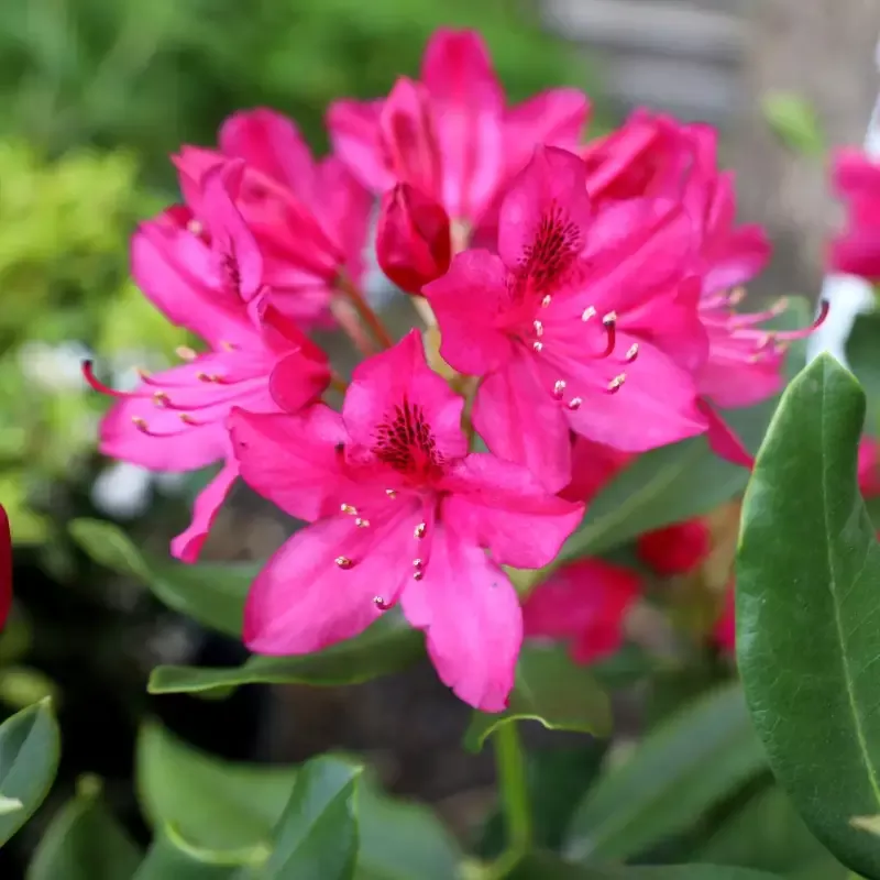 Rhododendron Nova Zembla