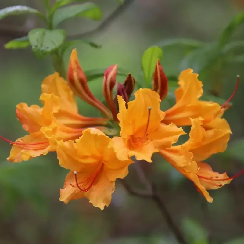Rhododendron Stonewall Jackson Native Azalea