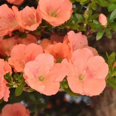 Rhododendron ‘Wakaebisu’ Azalea