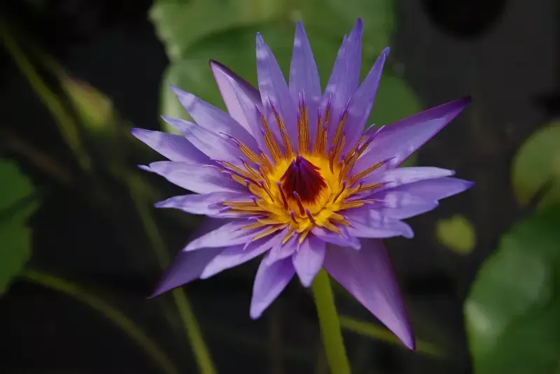Rhonda Kay – Day Blooming Tropical Lily
