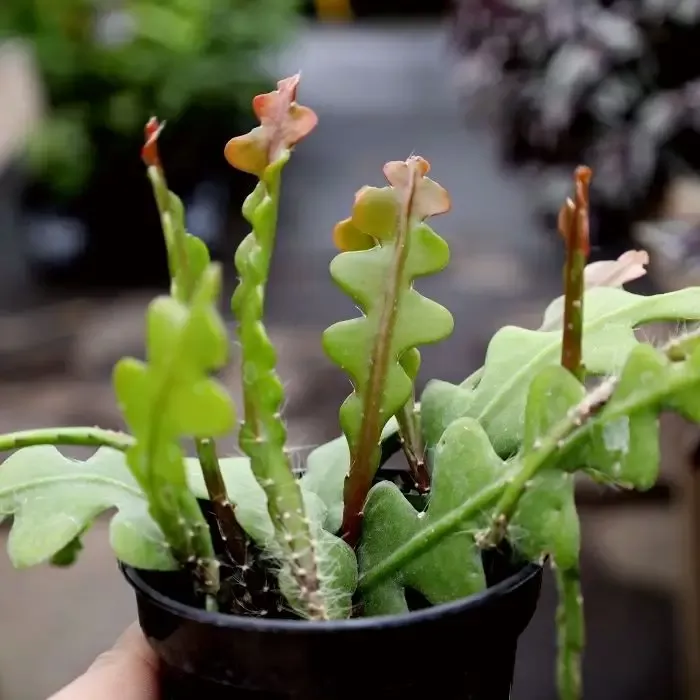 Ric Rac Cactus