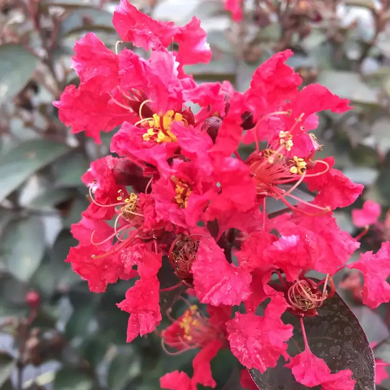 Rikki Tikki™ Rouge Crapemyrtle