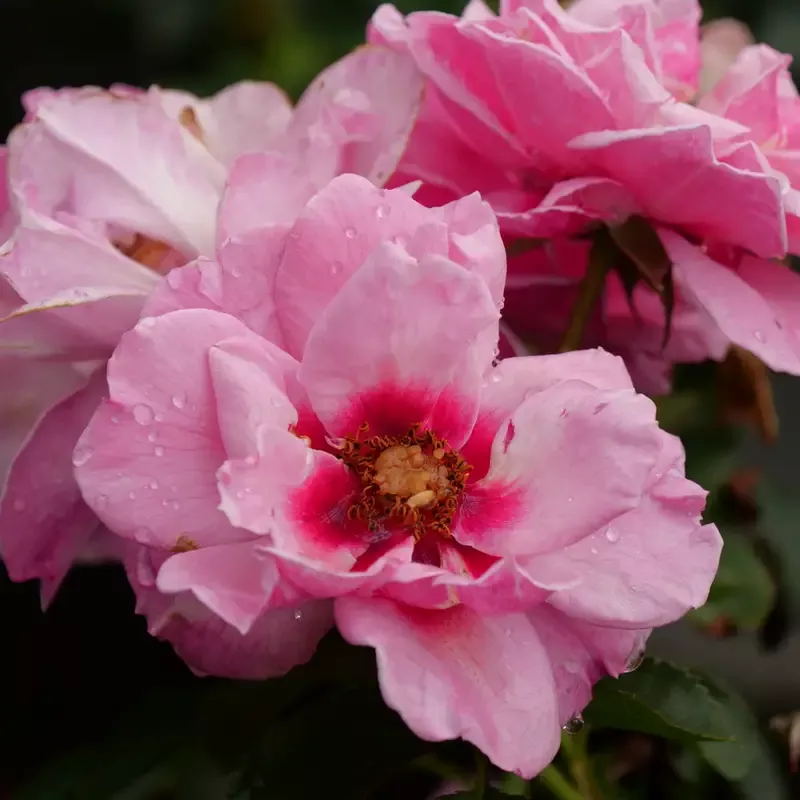 Ringo™ Double Pink Rose