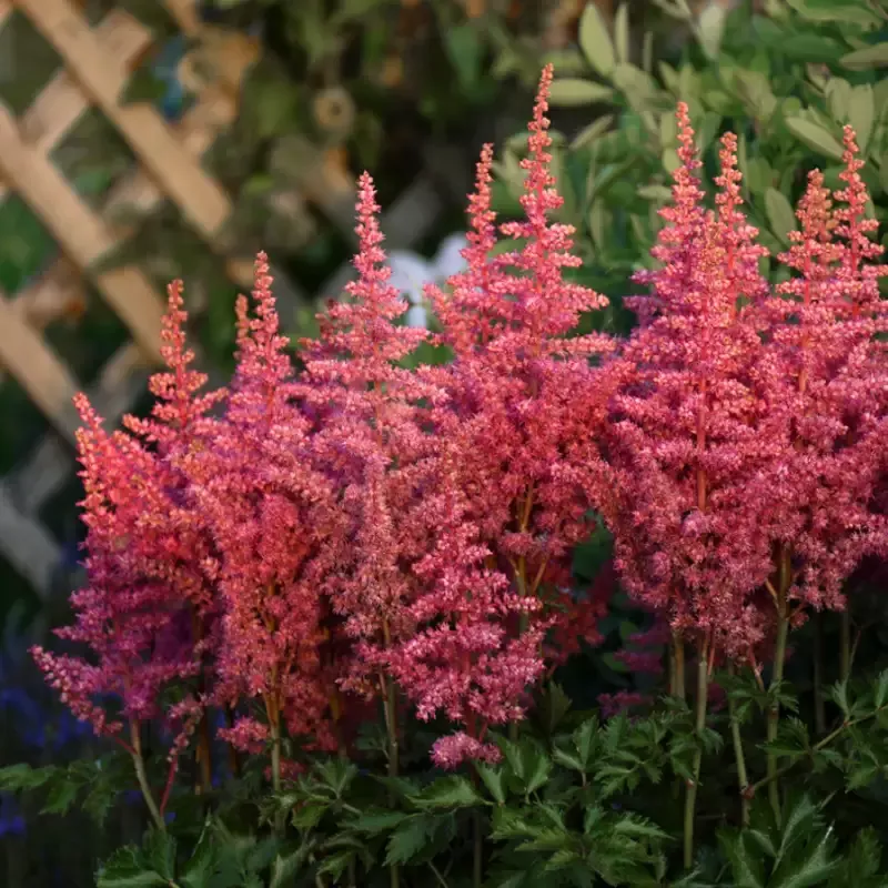 ‘Rise and Shine’ Astilbe