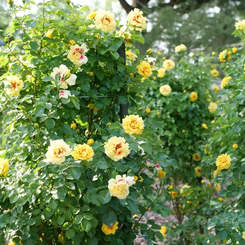 Rise Up™ Ringo™ Climbing Rose