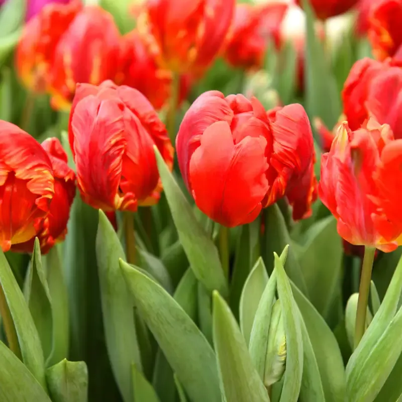 ‘Rococo Double’ Parrot Tulip