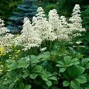 Rodgersia – Aesculifolia