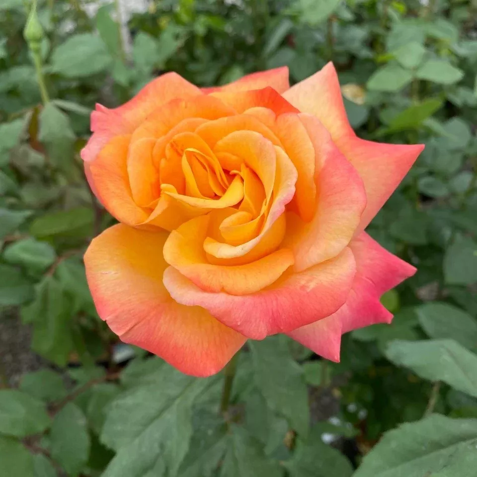 Rosa Ht Rio Samba #2.5