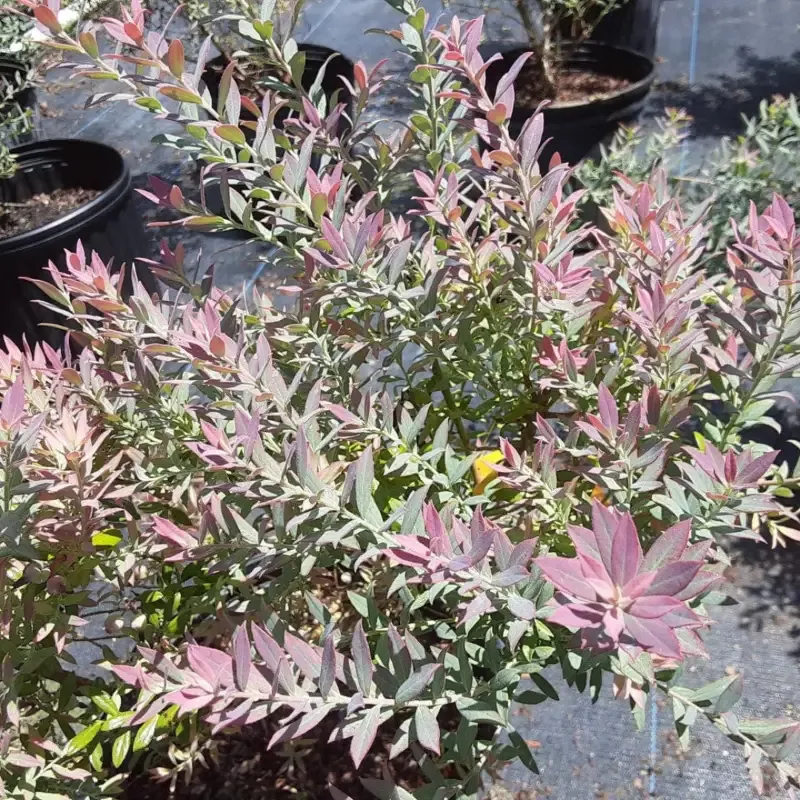 Rosa’s Blush Evergreen Blueberry Bush