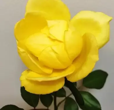 Rose – Radiant Perfume