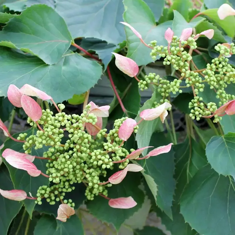 Rose Sensation™ False Hydrangea Vine (Schizophragma)