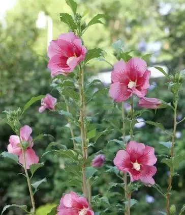 Rose of Sharon – Red Pillar
