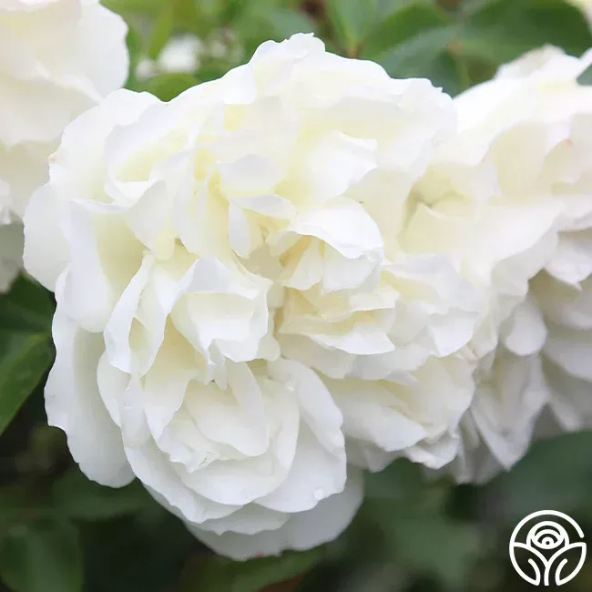 Rose 'WhiteMeidiland '