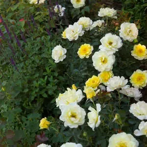Rose – Yellow Submarine