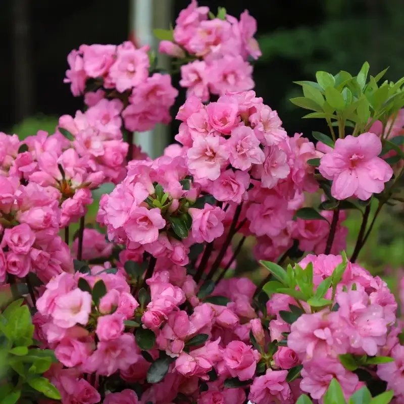 Rosebud Azalea