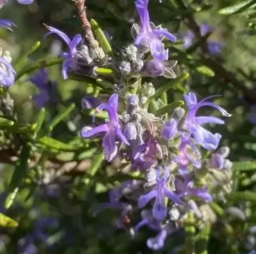 Rosemary ‘BBQ’ Herb