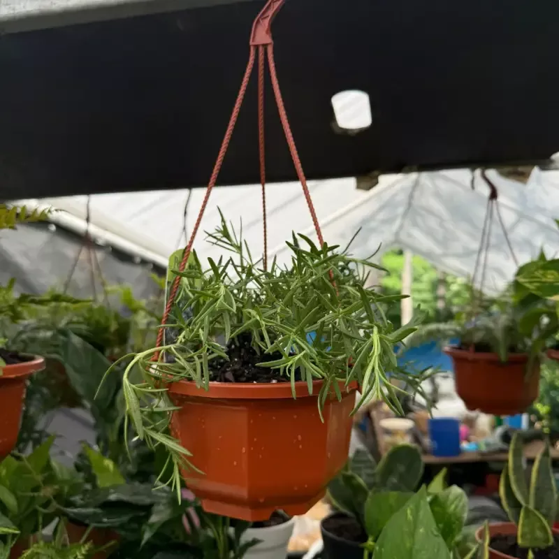 Rosemary ‘Prostratus’Hanging Basket (Live Plant)