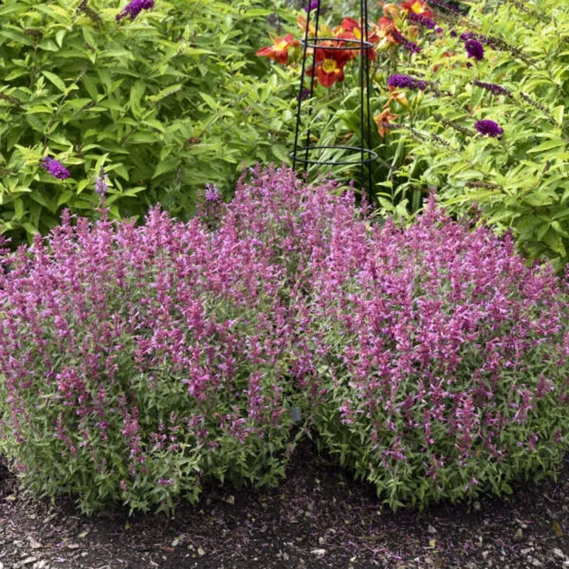 ‘Rosie Posie’ Hummingbird Mint (Agastache)