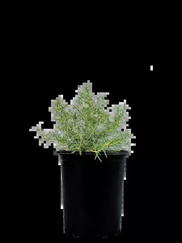 Rosmarinus officinalis – Upright Rosemary