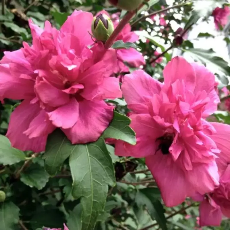 Rosy Red Althea Aka Rose of Sharon Tree