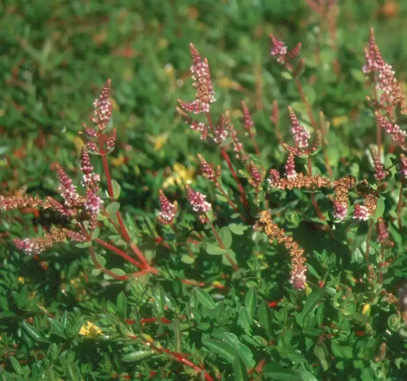 Rotala indica “Pink Sprite”
