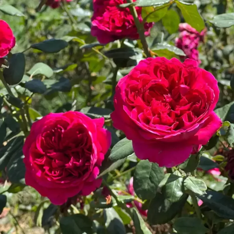 Rouge Royale Rose