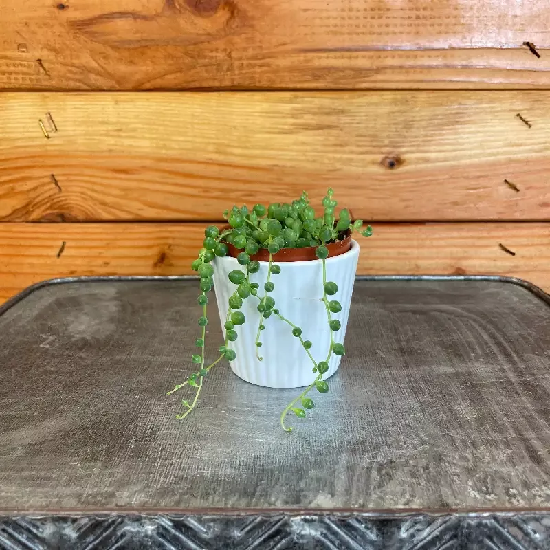 Rowleyanus String of Pearls, 2″ Plant