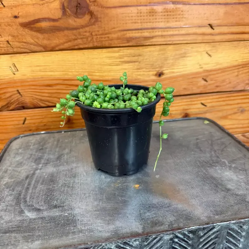 Rowleyanus String of Pearls, 4″ Plant