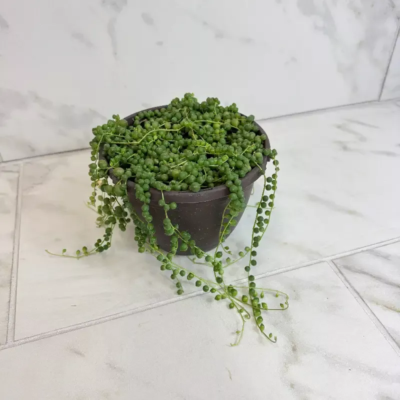 Rowleyanus String of Pearls, 6″ Plant