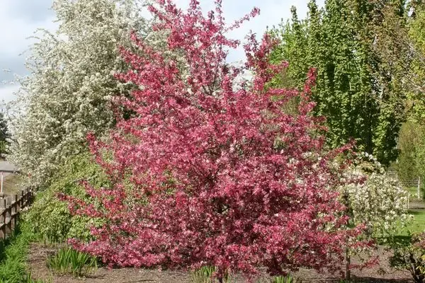 Royal Raindrops™ Crabapple | 10 Gallon