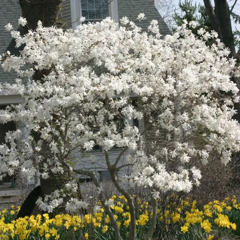 ‘Royal Star’ Magnolia
