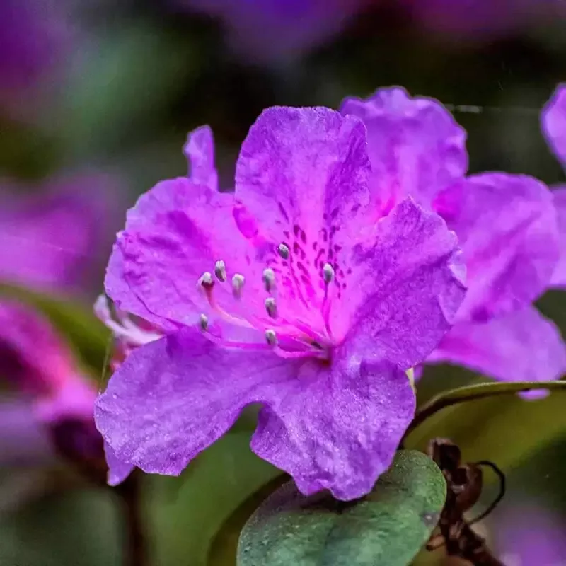 Royalty encore azalea