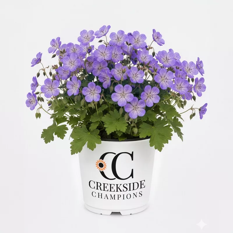 ‘Rozanne’ Hardy Geranium | Creekside Champions