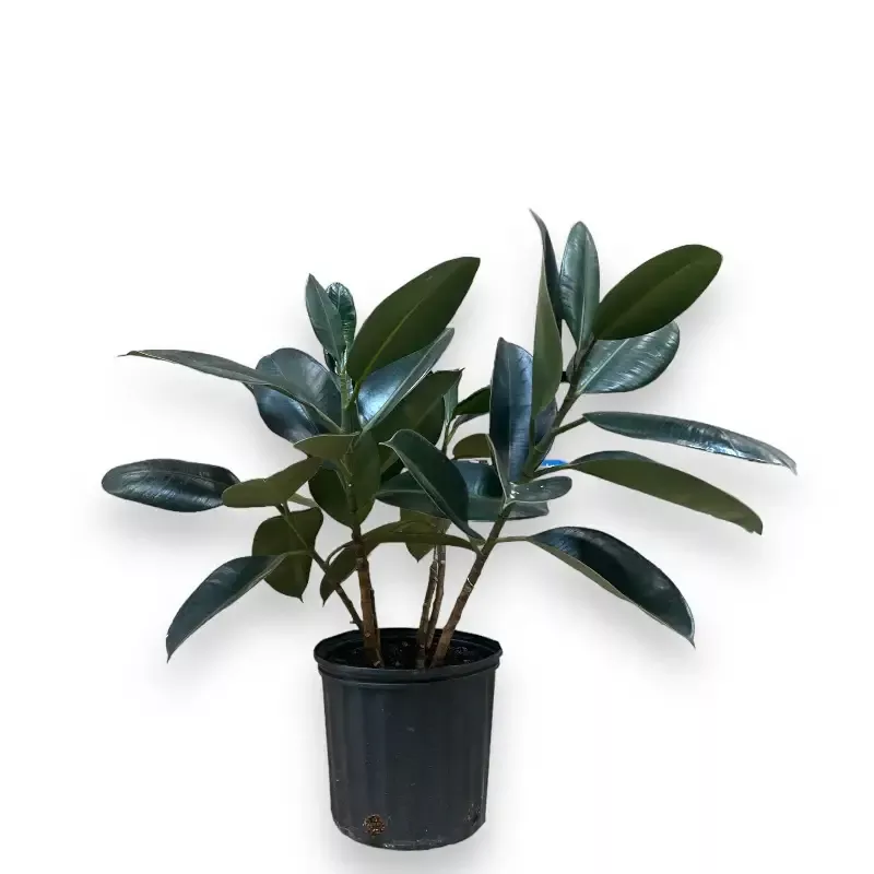 Rubber Tree Indoor Plant