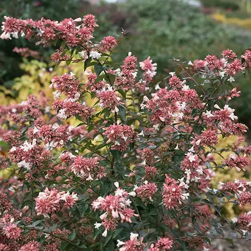 Ruby Anniversary™ Abelia