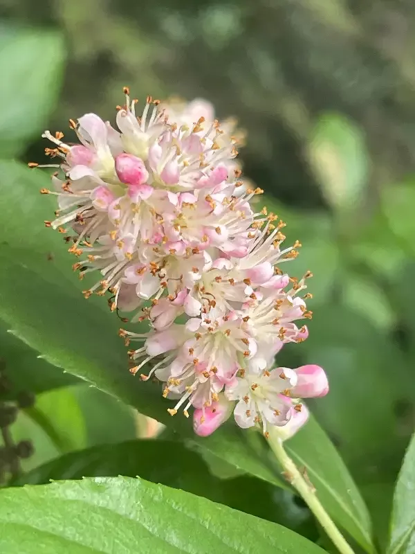 ‘Ruby Spice’ Summersweet, Clethra alnifolia ‘Ruby Spice’