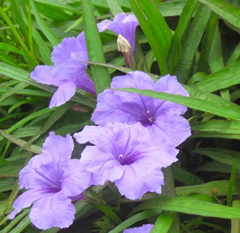 Ruellia brittoniana “Kaite” (Dwarf Blue Bells)
