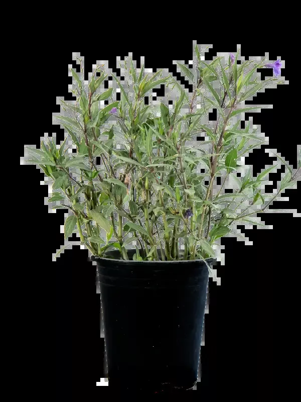 Ruellia brittoniana