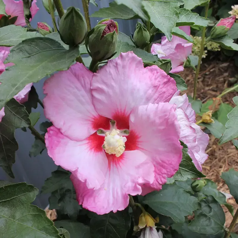 Ruffled Satin™ Rose of Sharon