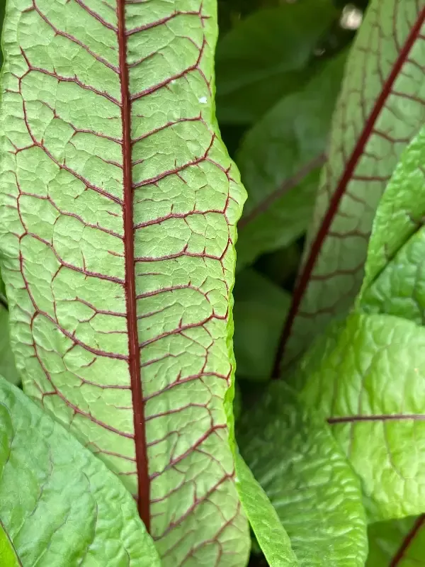 Rumex Sanguineus “Bloody Dock”