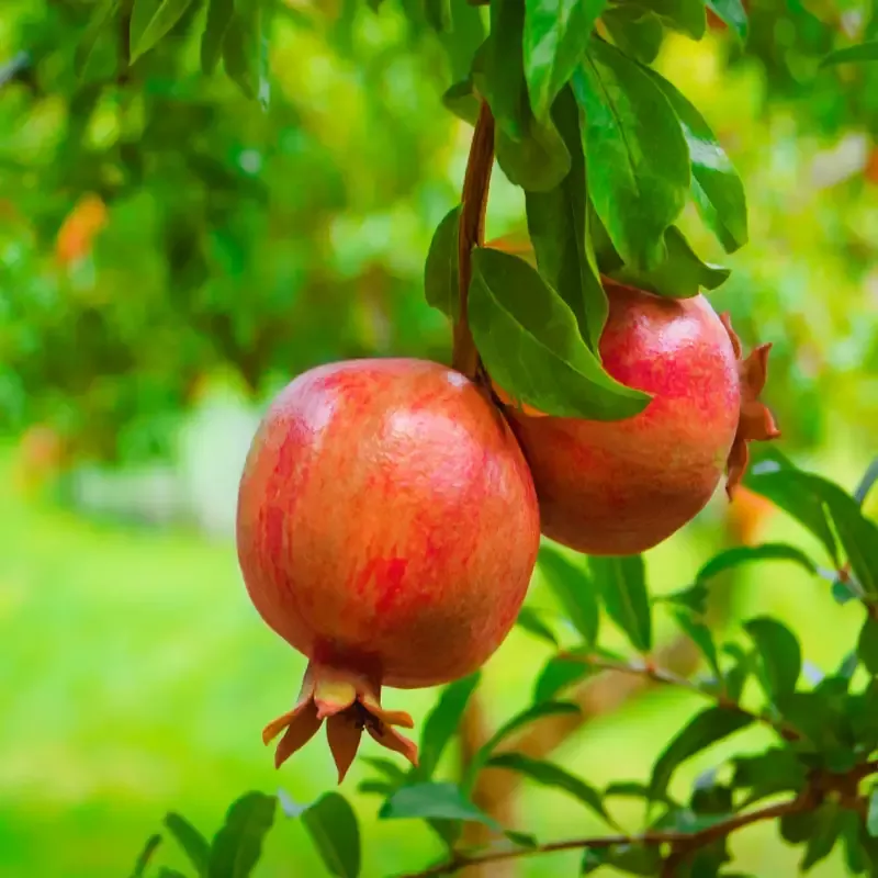 Russian Pomegranate Tree – Cold Hardy